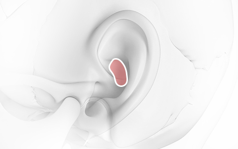 리트머스 귀연골 이미지