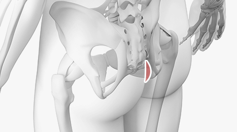 리트머스 자가진피 수술방법 이미지